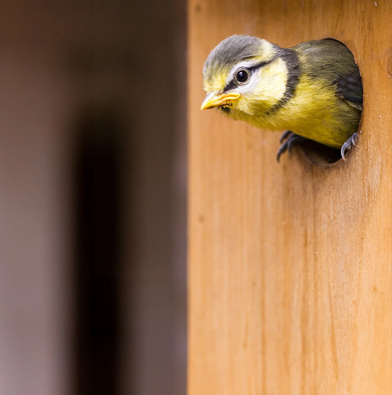 Welcome Nature to Your Garden